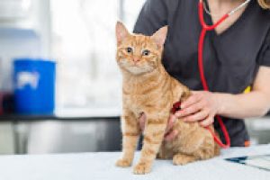 Cat Vet (5)