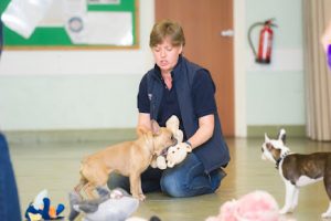 Natures Menu Puppy School Graduation Class – Picture date Wednesday 06 September, 2017 (Leeds, West Yorkshire) Photo copyright, contact for licensing. For licensed images, credit should read: Jonathan Pow/jp@jonathanpow.com