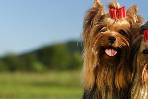 dog-groomer-blackpool