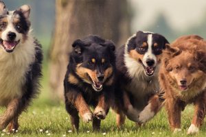 dog-grooming-blackpool