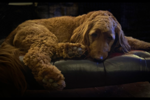 download - 2022-09-17T192734.713