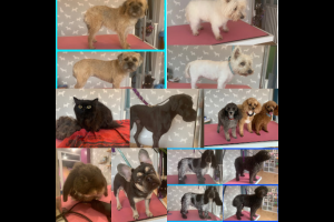 download - 2022-09-17T194545.772