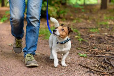 Jack Russell Terrier walking through forest by path