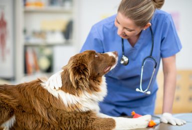 A female veterinarian of Caucasian ethnicity is at her office and her first patient is a cute brown/white dog.