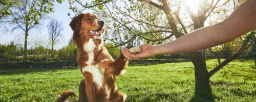 Springtime on the garden. Man holding paw of the his dog (Nova Scotia Duck Tolling Retriever) at the sunset.