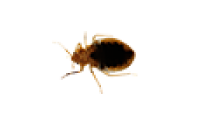 menu-bedbug