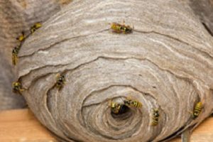 wasps